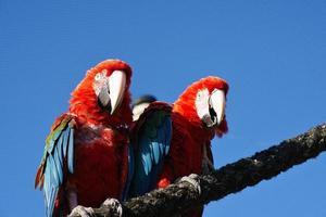 retrato de dos guacamayos rojos en una rama. el pájaro loro es una especie en peligro de extinción foto