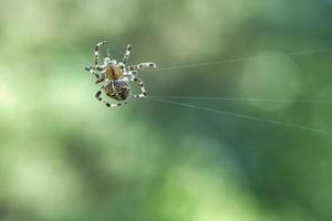 Cross spider crawling on a spider thread. Halloween fright. A useful hunter among photo