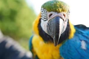 Portrait of a yellow macaw on a branch. The parrot bird is an endangered species photo