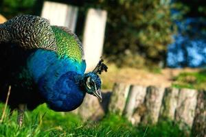 el pájaro pavo real mete la cabeza en la imagen. pájaro elegante en magníficos colores foto