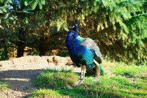 Bird peacock strutting across a green meadow. Elegant bird in magnificent colors photo