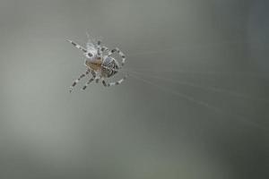 araña cruzada arrastrándose sobre un hilo de araña. susto de halloween un cazador útil entre foto