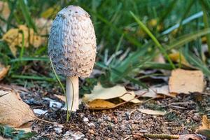 Indicio de cresta joven que crece en el suelo del bosque entre musgo y agujas. naturaleza foto