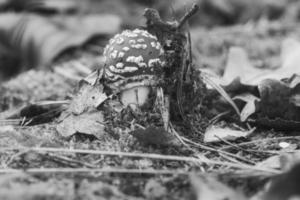 Toadstool tomada en blanco y negro, en el suelo de un bosque de coníferas en el bosque foto