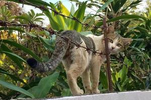 Gray white stray cat is walking on brick wall and looking at camera photo