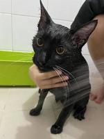 Black cat in bathroom. Bathing process, pouring water, frightened wet cat, hygiene procedures. Good morning concept. Pet care and  bath. Wet cat. Girl washes cat in the bath. Wet kitten. photo