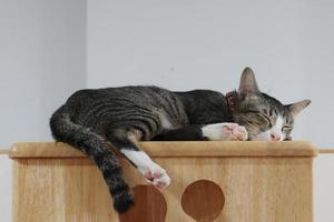 Gray white cat is lying down on top cat tree and sleeping photo