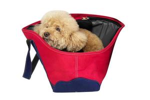 Poodle dog sitting in a travel carrier, travel dog. travel bag with Poodle dog in front of white background photo