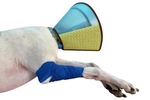 White dog wearing a funnel collar. Broken paw, painful stare. Dog injured. Injured dog front leg wrapped by blue bandage and splint after surgery in vet hospital photo