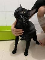 Black cat in bathroom. Bathing process, pouring water, frightened wet cat, hygiene procedures. Good morning concept. Pet care and  bath. Wet cat. Girl washes cat in the bath. Wet kitten. photo