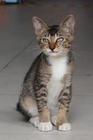 Brown tabby cat is sitting and lookin at camera photo