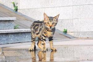 Brown tabby cat stand on the wet floor and looking at camera photo