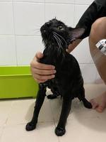 Black cat in bathroom. Bathing process, pouring water, frightened wet cat, hygiene procedures. Good morning concept. Pet care and  bath. Wet cat. Girl washes cat in the bath. Wet kitten. photo