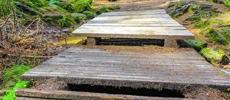 Wooden hiking trail and stairs in nature forest Harz Germany. photo