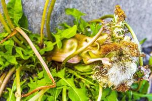 Sick withered crippled yellow dandelion flower but strong in Germany. photo