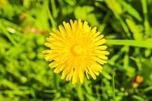 hermosa flor de diente de león amarillo flores de flor de diente de león en prado verde alemania. foto
