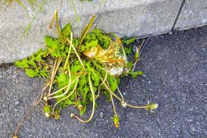Sick withered crippled yellow dandelion flower but strong in Germany. photo
