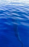 Huge whale shark swims on the water surface Cancun Mexico. photo