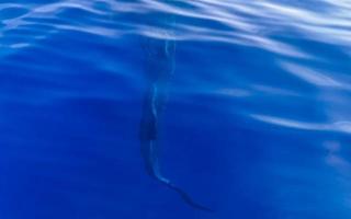 enorme tiburón ballena nada en la superficie del agua cancún méxico. foto