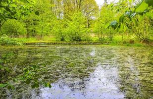 hermoso estanque de río y bosque natural del lago en alemania. foto