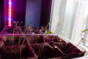small sprouts in a box in the light of a phytolamp. close-up. photo