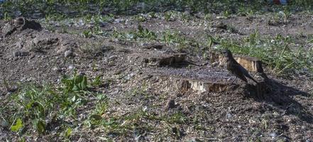 poda de arboles. matanza de un álamo. poda estacional de árboles en el servicio de parques de la ciudad. foto