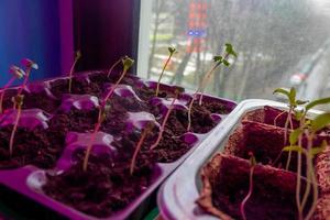 small sprouts in a box in the light of a phytolamp. close-up. photo