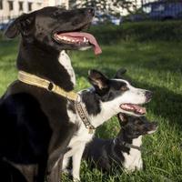 head shot of three dogs of blurry green background. Side profile view photo