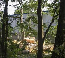 pruning trees. Slaughter of a poplar. Seasonal pruning of trees in the city park service. photo