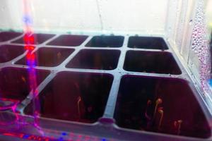 small sprouts in a box in the light of a phytolamp. close-up. photo