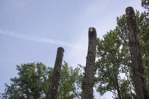 pruning trees. Slaughter of a poplar. Seasonal pruning of trees in the city park service. photo