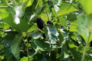 Ripe mulberry on a background of green leaves. photo