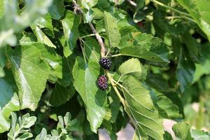 Ripe mulberry on a background of green leaves. photo