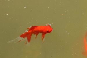 Colorful fish swim in a lake with fresh water. photo