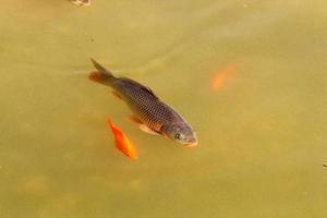 peces de colores nadan en un lago con agua dulce. foto