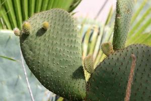 Very sharp needles on the leaves of a large cactus. photo