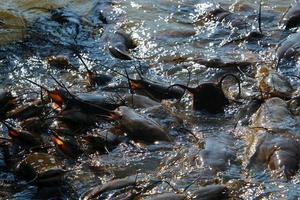 grandes bagres nadan en un río en el norte de israel. foto