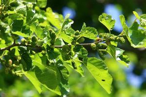 Ripe mulberry on a background of green leaves. photo