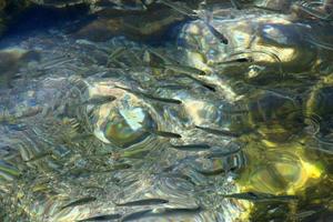 los peces nadan en agua de mar en la costa mediterránea. foto