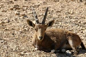 Wild mountain goats in southern Israel. photo