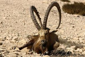 Wild mountain goats in southern Israel. photo