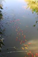 Colorful fish swim in a lake with fresh water. photo