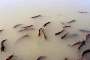 grandes bagres nadan en un río en el norte de israel. foto