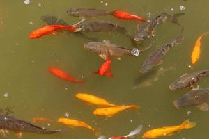 peces de colores nadan en un lago con agua dulce. foto