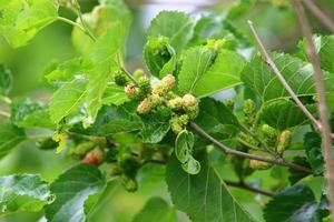 Ripe mulberry on a background of green leaves. photo