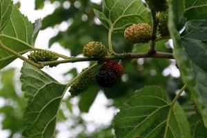 Ripe mulberry on a background of green leaves. photo