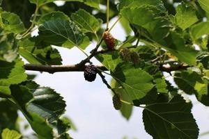 Ripe mulberry on a background of green leaves. photo