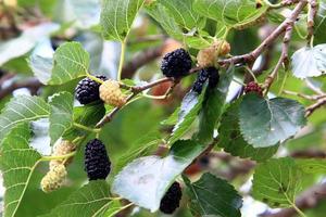 Ripe mulberry on a background of green leaves. photo