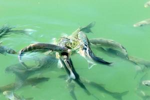 los peces nadan en agua de mar en la costa mediterránea. foto