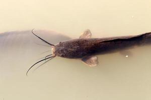 Large catfish swim in a river in northern Israel. photo